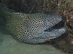 Prawn: A net moray (Gymnothorax permistus) gets cleaned