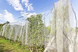 Apple: Net to protect apple trees from birds