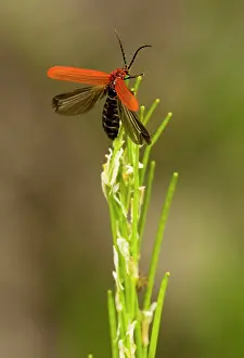 Dictyoptera: Net-winged beetle - taking off; wood-boring beetle