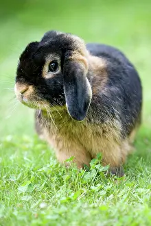 Netherland: Netherland Dwarf, rabbit breed, black tan
