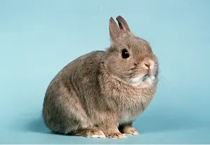 Netherland: Netherland Dwarf RABBIT (Lynx)