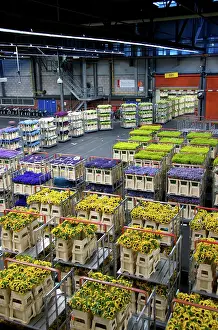 Cart: Netherlands, Holland, Aalsmeer, Aalsmeer