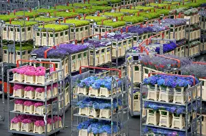 Cart: Netherlands, Holland, Aalsmeer, Aalsmeer