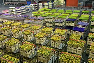 Cart: Netherlands, Holland, Aalsmeer, Aalsmeer