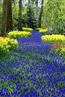 Narcissus: Netherlands, Holland, Lisse, Keukenhof Gardens