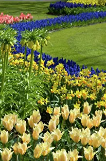 Lisa: Netherlands, Holland, Lisse, Keukenhof Gardens