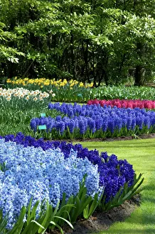 Lisa: Netherlands, Holland, Lisse, Keukenhof Gardens