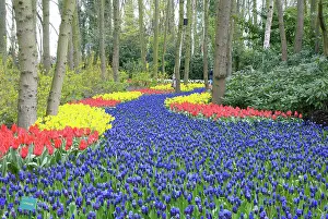 Variation: Netherlands, Holland, Lisse, Keukenhof Gardens