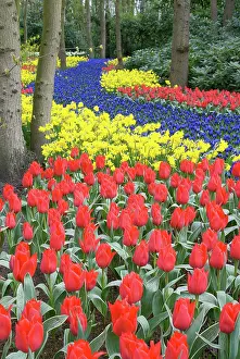 Hyacinth: Netherlands, Holland, Lisse, Keukenhof Gardens