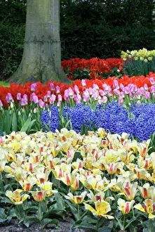Hyacinth: Netherlands, Holland, Lisse, Keukenhof Gardens