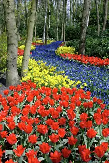 Hyacinth: Netherlands, Holland, Lisse, Keukenhof Gardens