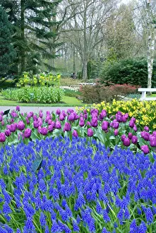 Engelbrecht: Netherlands, Holland, Lisse, Keukenhof Gardens