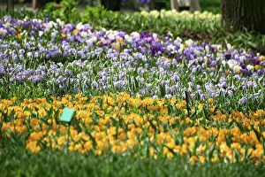 Connie: Netherlands, Keukenhoff Gardens