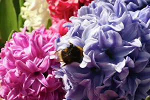 Connie: Netherlands, Keukenhoff Gardens, flowers