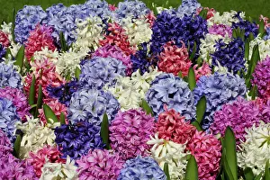 Connie: Netherlands, Keukenhoff Gardens, flowers