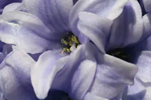 Connie: Netherlands, Keukenhoff Gardens, flowers