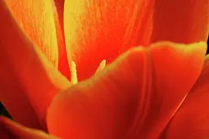 Connie: Netherlands, Keukenhoff Gardens, flowers