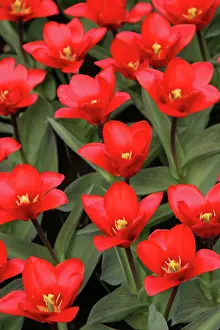 Connie: Netherlands, Keukenhoff, Gardens, flowers