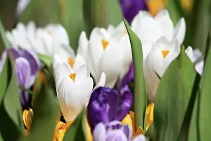 Connie: Netherlands, Keukenhoff Gardens, Tulips