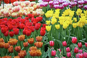 Connie: Netherlands, Keukenhoff Gardens, tulips