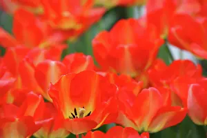 Selective: Netherlands, Keukenhoff Gardens, tulips
