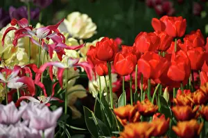 Connie: Netherlands, Keukenhoff Gardens, tulips