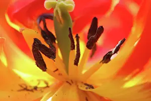 Connie: Netherlands, Keukenhoff Gardens, tulips