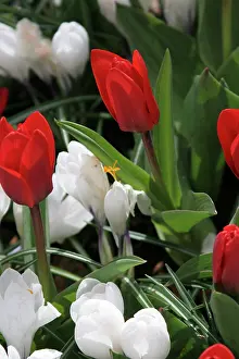 Connie: Netherlands, Keukenhoff, Gardens, tulips