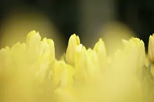 Selective: Netherlands, Keukenhoff Gardens, yellow