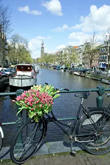 Bicycle: Netherlands, North Holland, Amsterdam, Tulips