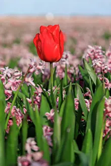 Wilson: Netherlands, Noth Holland. Callantsoog. Dutch tulips