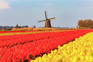 Wind: Netherlands, Noth Holland. Het Zand. Tulip fields