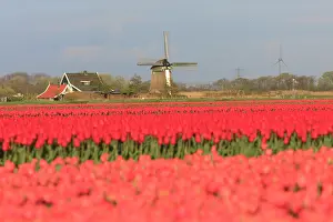 Wilson: Netherlands, Noth Holland. Het Zand. Tulip fields