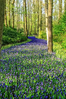 Wilson: Netherlands, Zuid Holland, Lisse. Muscari armeniacum
