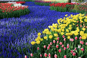 Wilson: Netherlands, Zuid Holland, Lisse. Tulips. Hyacinths