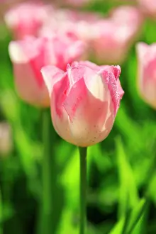 Wilson: Netherlands, Zuid Holland, Lisse. Tulips