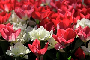 Wilson: Netherlands, Zuid Holland, Lisse. Tulips
