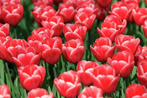 Wilson: Netherlands, Zuid Holland, Lisse. Tulips