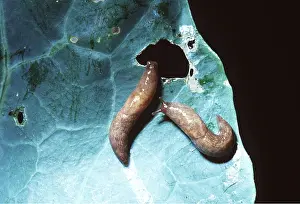 Cabbages: NETTED SLUGS - Feeding on cabbage leaf