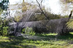 Netting: Netting - to capture birds