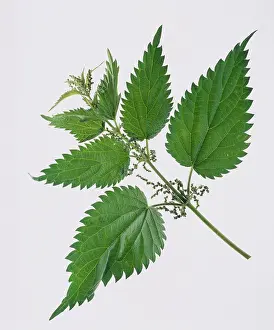 Dioica: Nettle