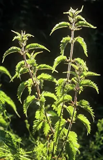 Dioica: Nettle