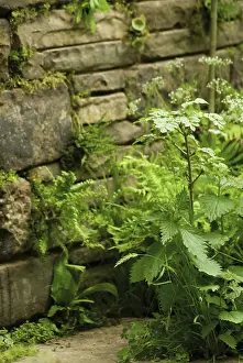 Dioica: Nettle