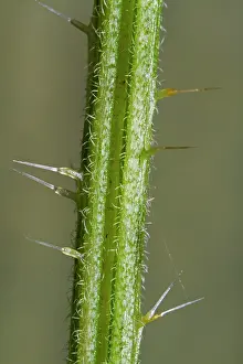 Urtica: Nettle