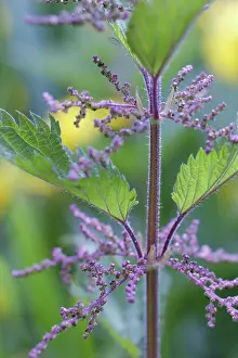 Dioica: Nettle