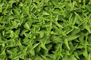 Dioica: Nettle
