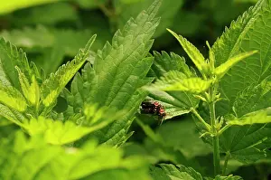 Dioica: Nettle