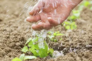 Nurturing: Nettle