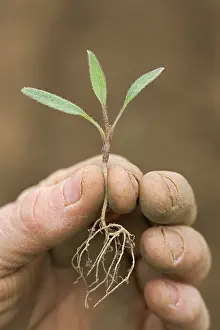 Nurturing: Nettle