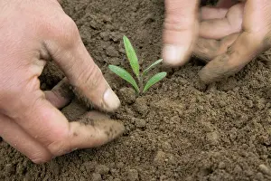 Nurturing: Nettle